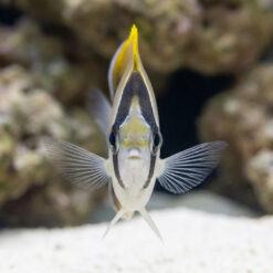 Alternative view of Reef Butterfly