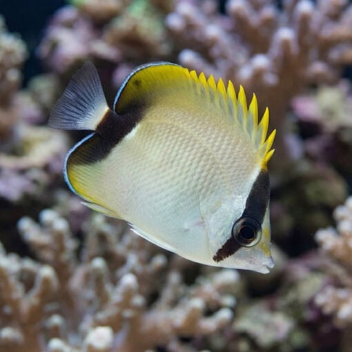 Reef Butterfly - Image 3