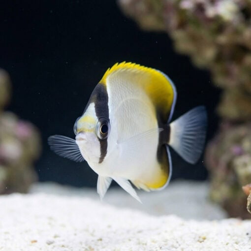 Reef Butterfly - Image 4