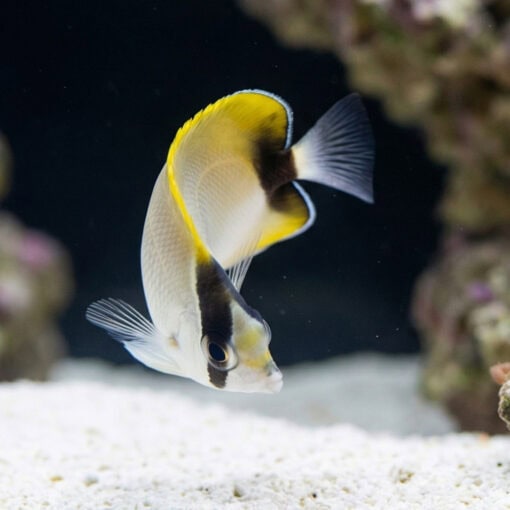 Reef Butterfly - Image 5