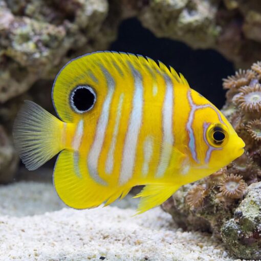 Regal Angelfish juvenile vivid yellow body white stripes black eye spot swimming near coral reef sandy substrate