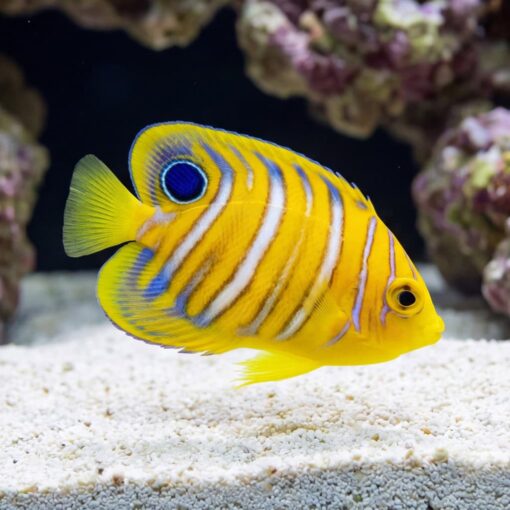 Regal Angelfish (Pygoplites diacanthus) juvenile with vivid yellow orange body white blue stripes swimming near sandy reef substrate
