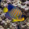 Regal Angelfish (Pygoplites diacanthus) juvenile displaying vivid orange and blue stripes swimming near coral reef rock