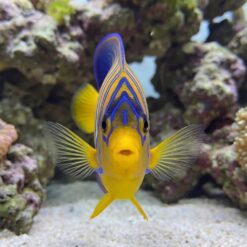 Regal Angelfish juvenile yellow blue striped facing forward pectoral fins spread wide sandy reef aquarium floor close-up front view