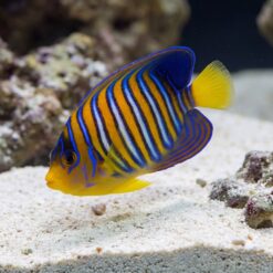 Regal Angelfish (Pygoplites diacanthus) juvenile displaying vivid orange and blue stripes swimming above white sand substrate