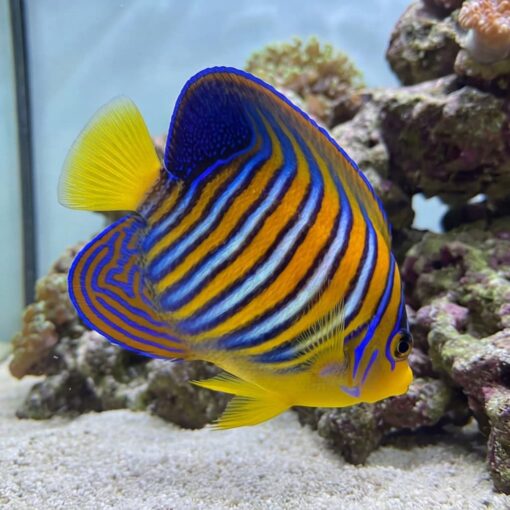 Regal Angelfish (Pygoplites diacanthus) vibrant orange juvenile with bold blue stripes swimming near coral reef aquarium rockwork