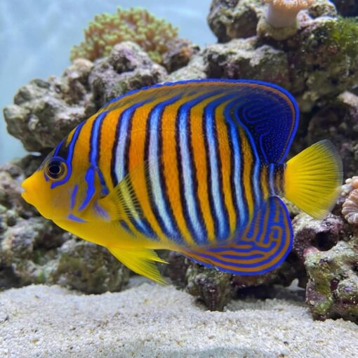 Regal Angelfish (Pygoplites diacanthus) vivid orange and blue striped juvenile swimming near coral reef and sandy substrate