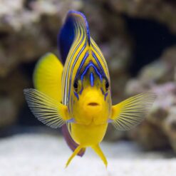 Regal Angelfish (Pygoplites diacanthus) facing forward showing vivid yellow body with bold blue stripes swimming near sandy reef bottom