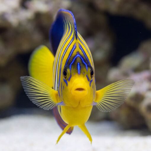 Regal Angelfish (Pygoplites diacanthus) facing forward showing vivid yellow body with bold blue stripes swimming near sandy reef bottom