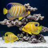Regal Angelfish (Pygoplites diacanthus) three specimens showing juvenile to adult progression near coral reef in aquarium