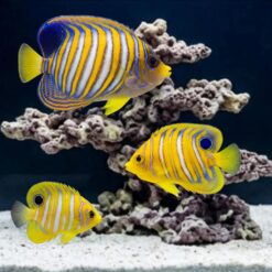 Regal Angelfish (Pygoplites diacanthus) three specimens showing juvenile to adult progression near coral reef in aquarium