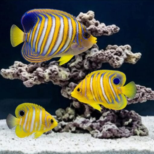 Regal Angelfish (Pygoplites diacanthus) three specimens showing juvenile to adult progression near coral reef in aquarium
