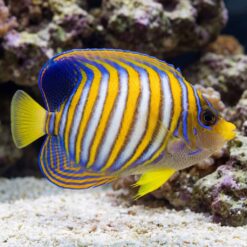 Regal Angelfish (Pygoplites diacanthus) swimming near coral reef showing vivid orange white blue stripes and yellow fins