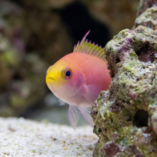 Resplendent Anthias - Image 5