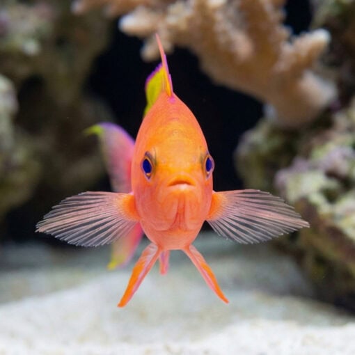 Resplendent Anthias - Image 2