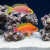 Resplendent Anthias