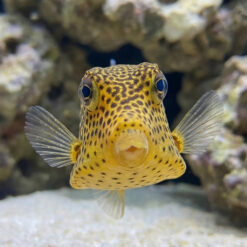 Alternative view of Scribbled Boxfish