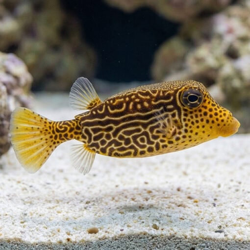 Scribbled Boxfish - Image 3
