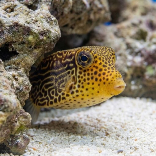 Scribbled Boxfish - Image 5