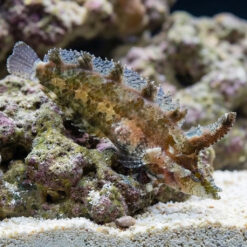 Rhino Blenny