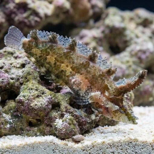 Rhino Blenny
