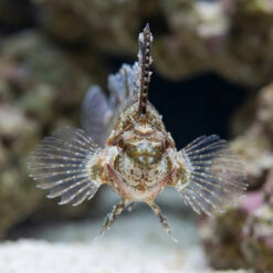 Alternative view of Rhino Blenny