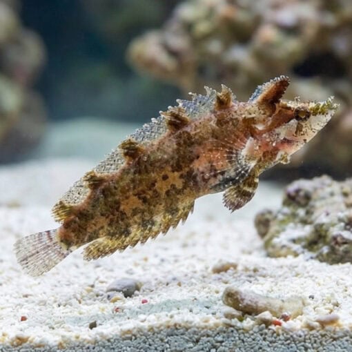 Rhino Blenny - Image 3