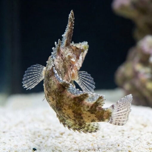 Rhino Blenny - Image 4