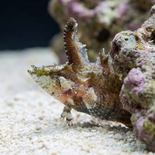 Rhino Blenny - Image 5