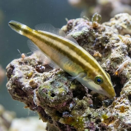 Rhinoceros Leatherjacket - Image 2