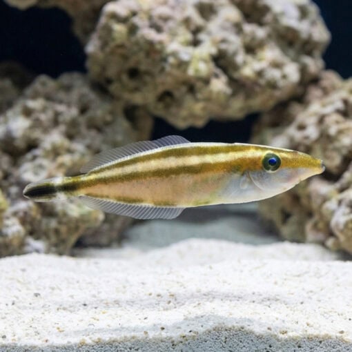 Rhinoceros Leatherjacket - Image 3