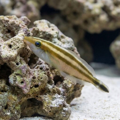 Rhinoceros Leatherjacket - Image 4