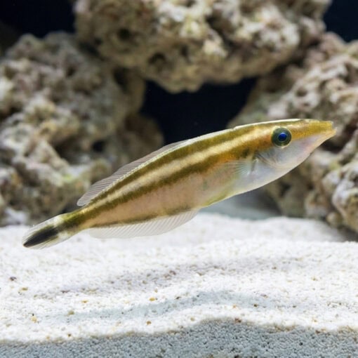 Rhinoceros Leatherjacket - Image 5