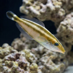 Rhinoceros Leatherjacket