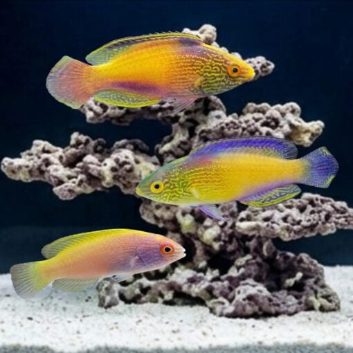 Rhomboid Golden Fairy Wrasse