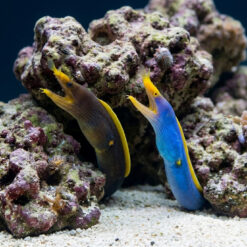 Ribbon Eel