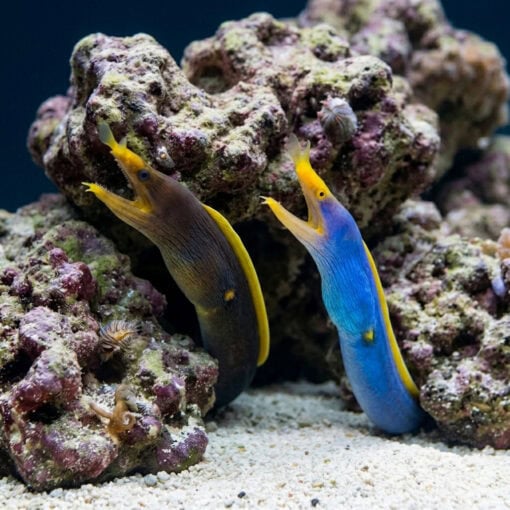 Ribbon Eel