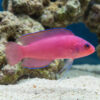 Ring Eyed Dottyback