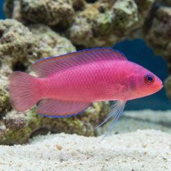 Ring Eyed Dottyback