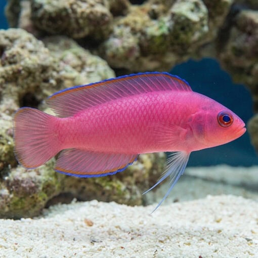 Ring Eyed Dottyback