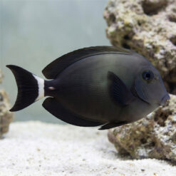 Ring Tail Tang