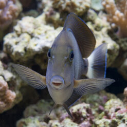 Alternative view of Blochii Surgeonfish