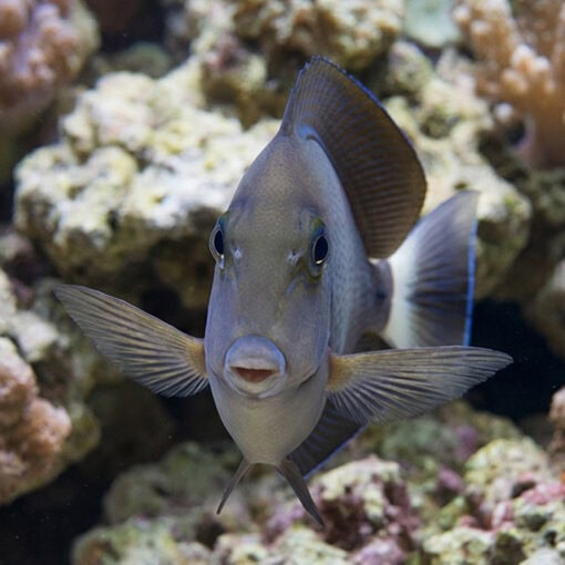 Blochii Surgeonfish - Image 2