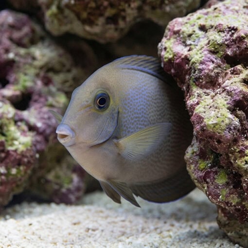 Blochii Surgeonfish - Image 3