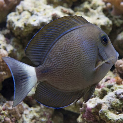 Blochii Surgeonfish - Image 4