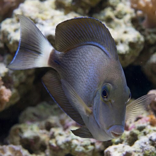 Blochii Surgeonfish - Image 5