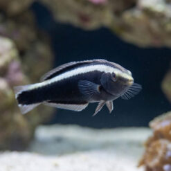 Alternative view of Ringed Wrasse