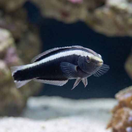 Ringed Wrasse - Image 2