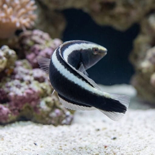 Ringed Wrasse - Image 3