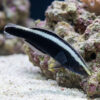 Ringed Wrasse